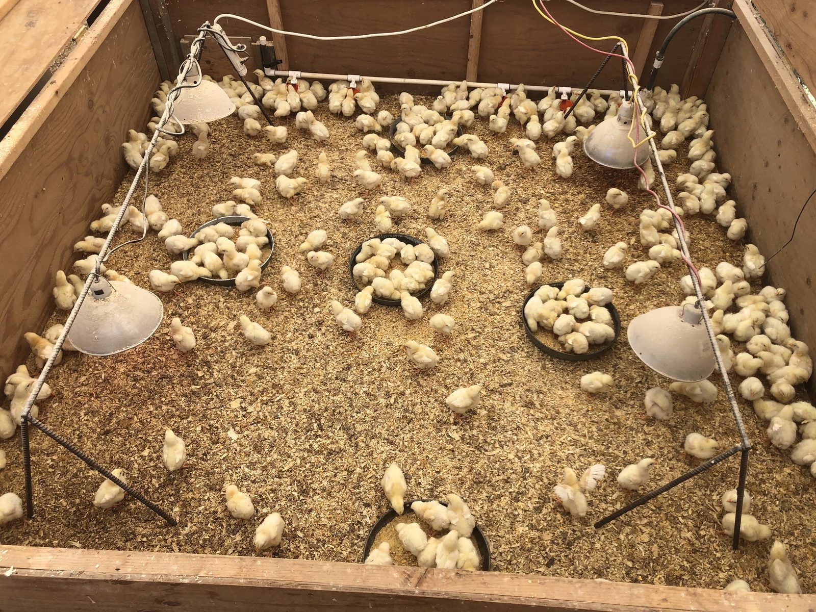Day-old chicks under the red glow of the brooder lamp