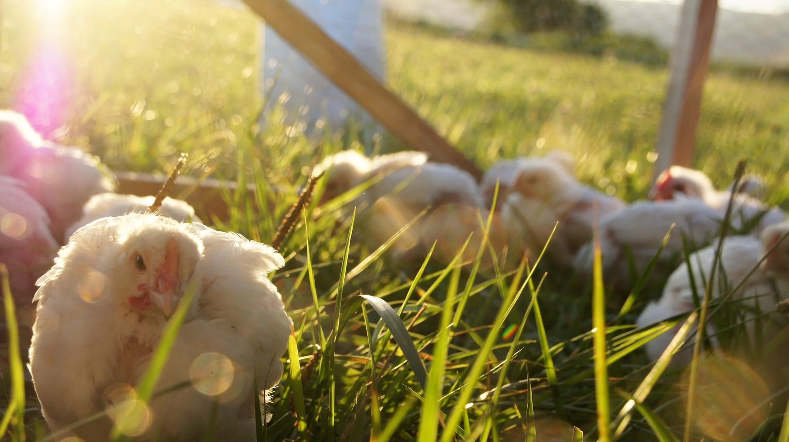 Broilers settled in long grass at golden hour, the edge of a chicken tractor above them