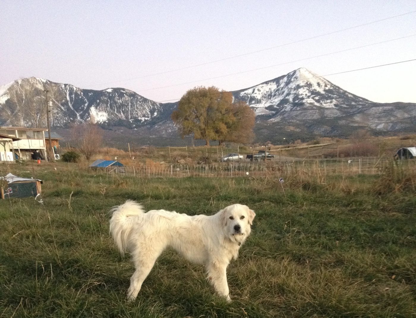 Chewy standing out in the pasture at dusk, the snow-covered West Elks behind the farm