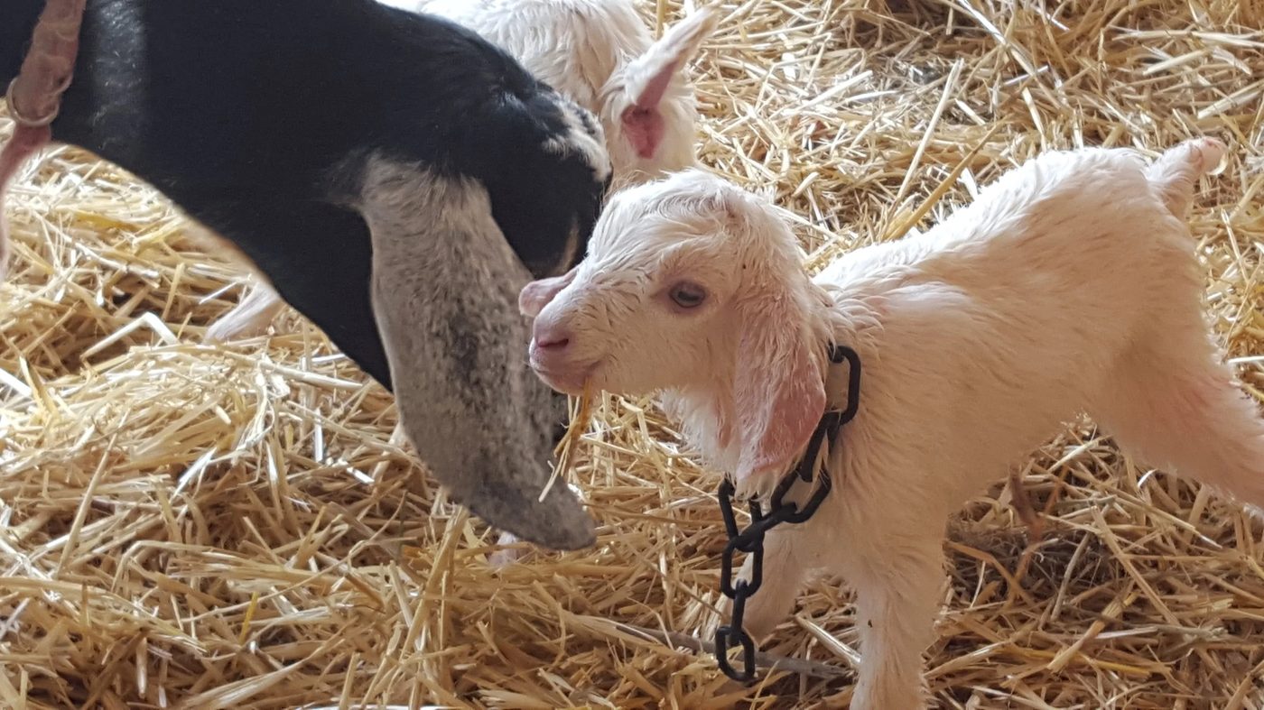 A damp newborn kid in a chain collar standing beside the doe's head
