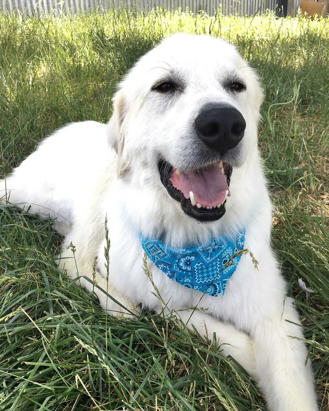 Chewy lying in tall grass in his blue bandana, mouth open and panting at the camera