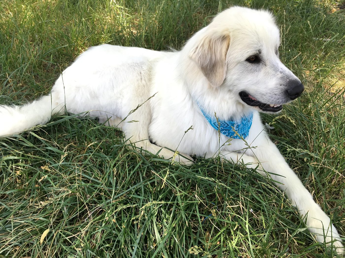 Chewy stretched out in the grass, looking away to one side