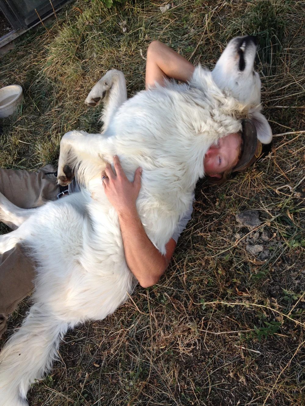 Chewy rolled onto his back in the yard, getting his chest rubbed
