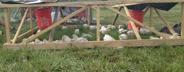 Broilers out on grass under a chicken tractor, red feeders hanging inside the frame