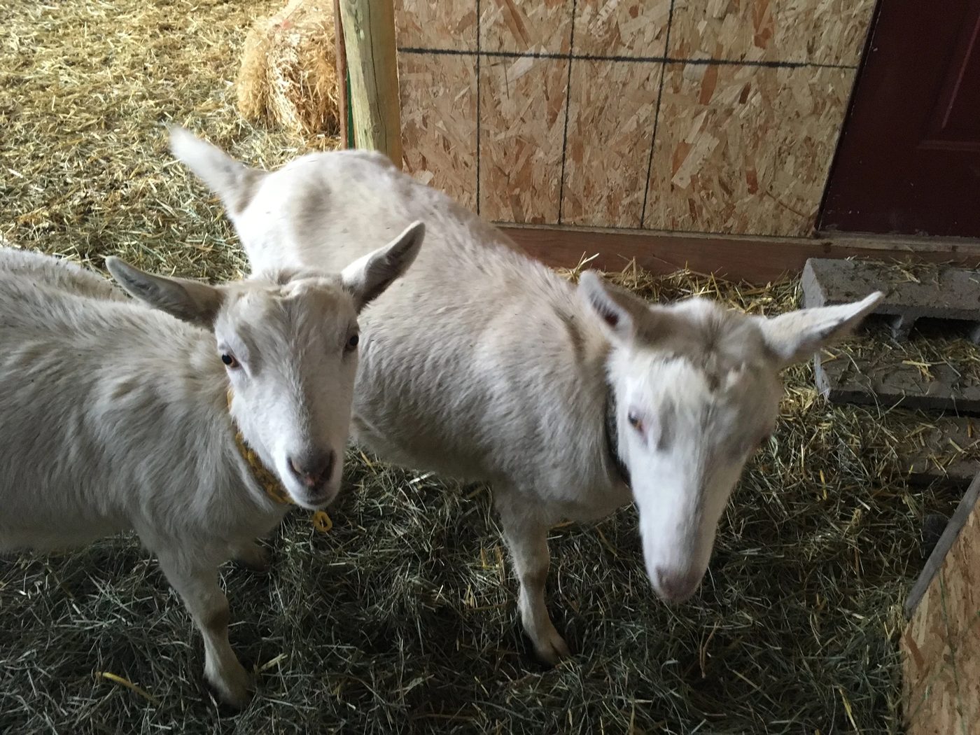 Three white does crowded together on the straw in the barn stall
