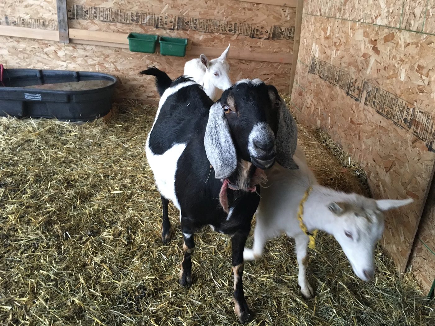 A black-and-white Nubian doe with long ears standing between two white goats in the barn