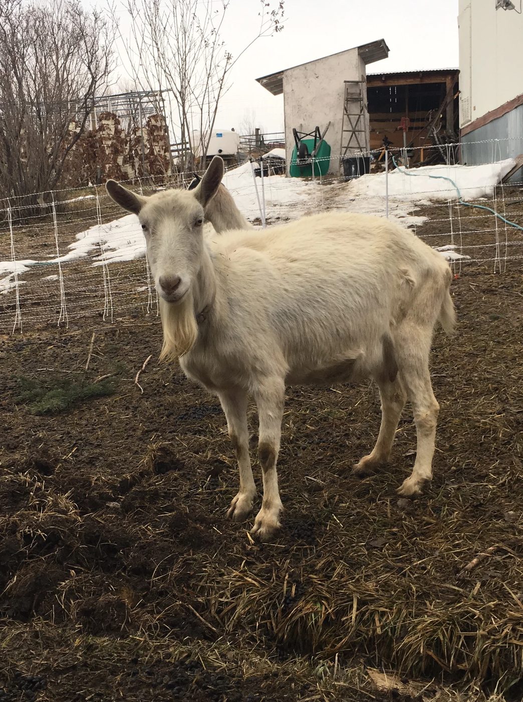 A white doe standing in the winter paddock, patches of snow and the farm outbuildings behind