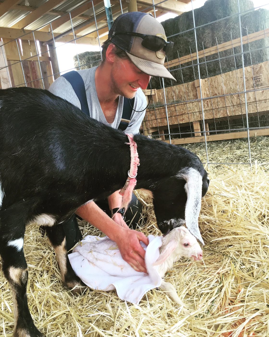 Kneeling in the straw to towel a newborn kid dry while the black doe stands over them