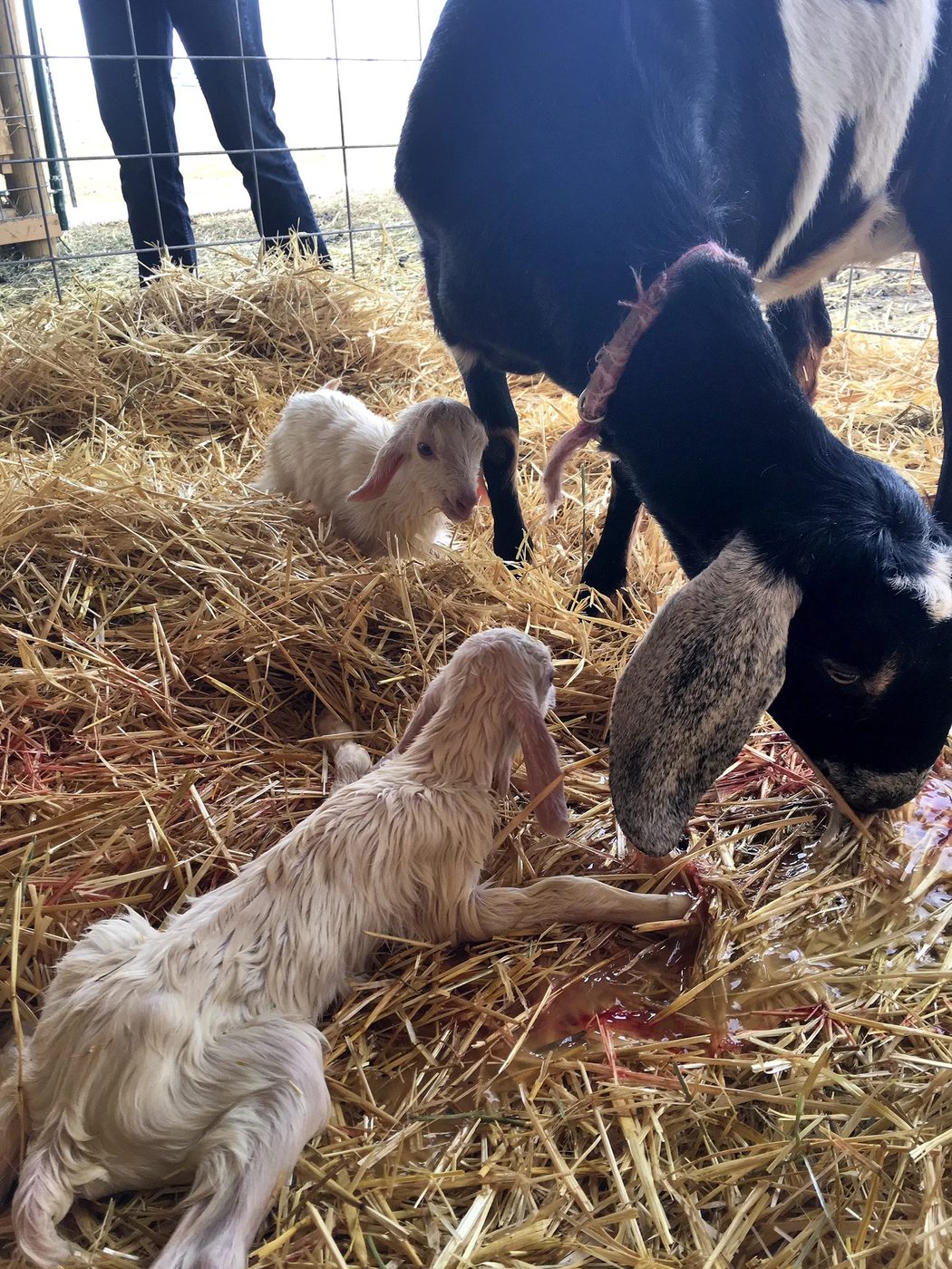 Two newborn kids in the straw, the doe nosing at the second one just arrived