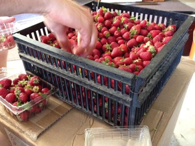 Hands filling clamshell containers from a black crate heaped with ripe strawberries