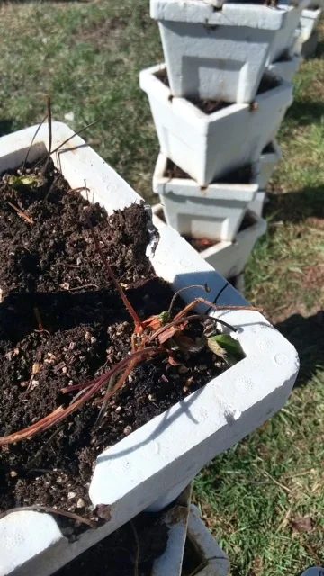 A close look into one tier of a tower planter, bare strawberry crowns just set into the soil